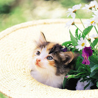 Cute Kitty in a Hat