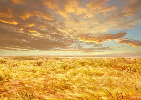 infinite beauty - clouds, yellow, fields, nice, gold, grass, sky