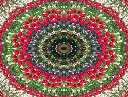 Kaleidoscope of Rings of Tulips - flowers, kaleidoscope, rings, tulips