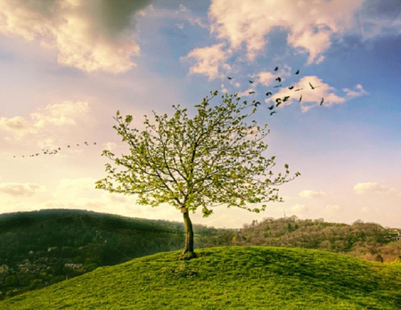 tree - hills, green, greeny, plant, tree, sky