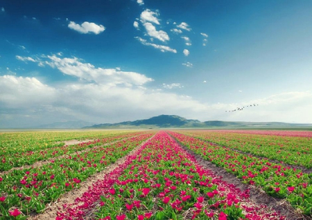 awakening beauty - white, red, sky, plants, poppies, clouds, flowers, blue