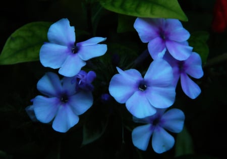 lustering blues - nature, petals, blue, flowers, lovely