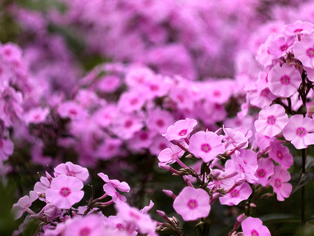 flowers waves - pink, flowers, lovely, blooms, nature