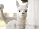 baby alpaca