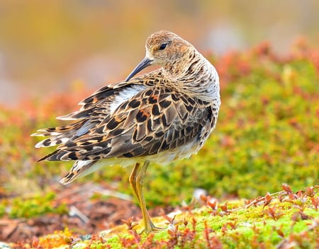 miss birdie - bird, colorful, winged, animals