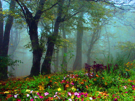 Flowers in the forest - foredt, flowers, floral, nature, mist