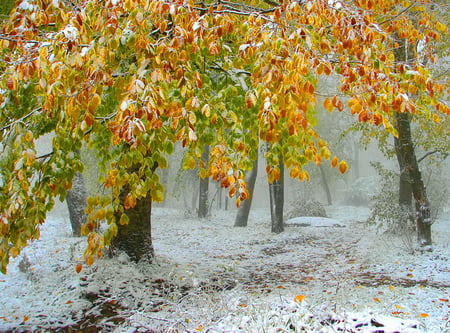 First snow - trees, nature, autumn, snow, forest