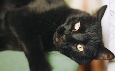 SHADOW - beautiful, cat, black, shadow