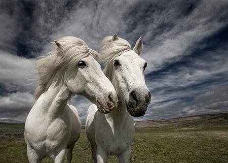 horses - white, nature, horses, animals