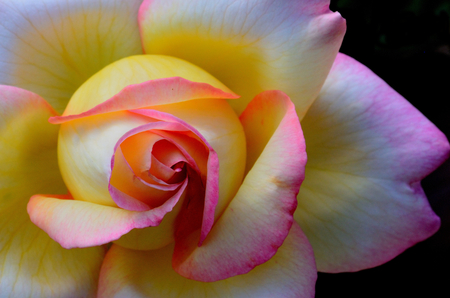 just for Applejackqueen - nature, rose, beauty, 3d, color