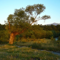 Little Leaning Tree