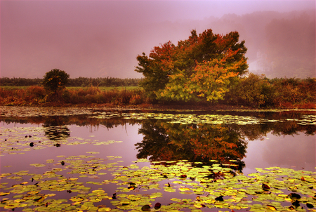 Symphony of autumn - amazing, hdr, background, image, seson, lake fall, tree, nature, autumn, tranquility, purple, symphony, beauty, sky, silence, reflection, clouds