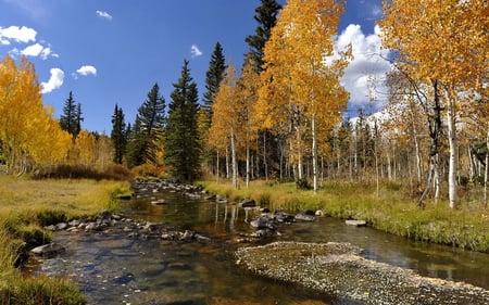 Gold season - trees, beautiful, landscape, gold, forest, photo, river, nature, autumn