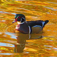 Ripples of gold