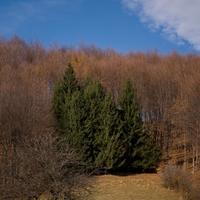 Autumnn Mixed Forest