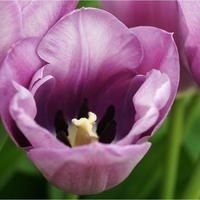 ~â™¥ Special tulips â™¥~