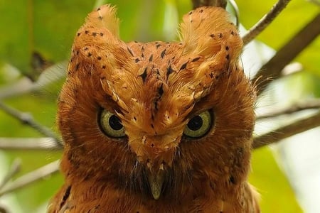 Owl - picture, owl, cool, eyes