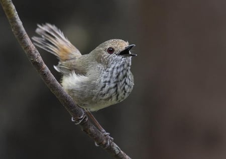 Singing Bird - singing, cute, bird, picture