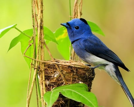 Bule Single Bird - pretty, branch, birds, blue, beautiful, photography, photo, leaves, tree, nature, nest, view, green, animals