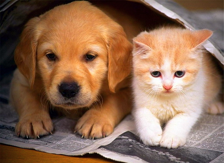 Li\'l buddies - puppy, cat, babies, kitten, brown, dog, animal, friends, gold and white