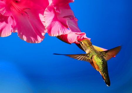 Stopping for lunch - brown, humming bird, pink, green, blue sky, black, flower, bird