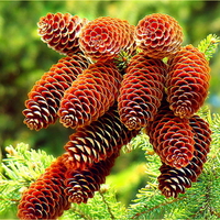 Pine cones