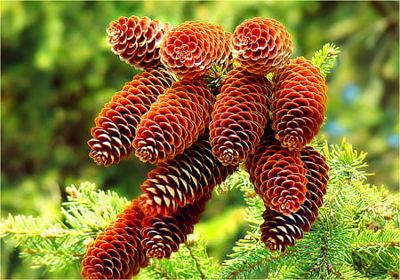 Pine cones - pine cones, green, tree, brown