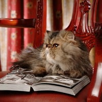 Cat reading a book