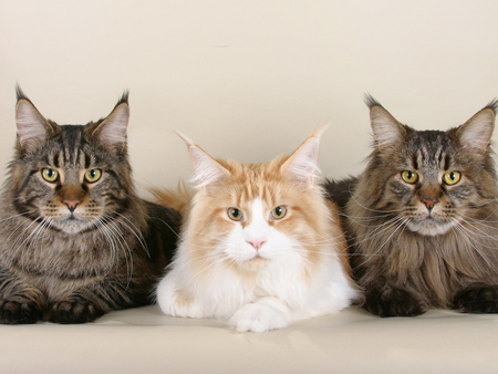 Maine coon cats - animal, kitten, feline, maine coon, cat