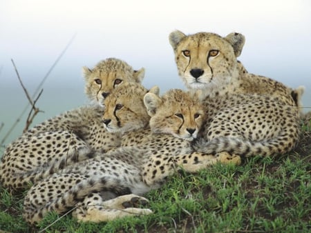 Cheetah family - cheetah, animal, cub, feline, family