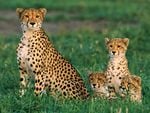 Cheetah family * For DEBBIE (Cheetara)