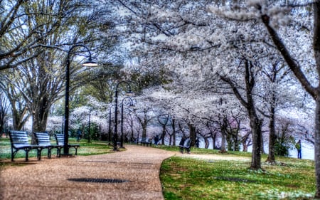 Simply Beautiful - beauty, trees, magic, peaceful, bench, path, road, spring, amazing, view, pretty, lanterns, lantern, walk, spring time, romance, green, tree, grass, landscape, way, light, park, lovely, nature, benches, romantic, alley, beautiful, splendor, colors