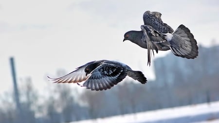 Flying Pigeons - grey, pigeons, beautiful, wings, flying, love