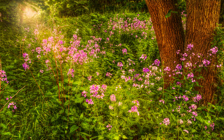 Purple Flowers - beauty, trees, magic, peaceful, field, sunset, flowers field, view, purple, pretty, green, sunrays, tree, grass, purple flowers, rays, sunlight, light, lovely, nature, woods, forest, beautiful, splendor, flowers