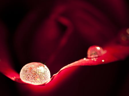 Gift from a rose - dew drop, flower, rose, beautiful, shining, red rose, photography, nature