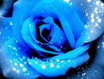 Blue rose for my wonderful friend charismatic