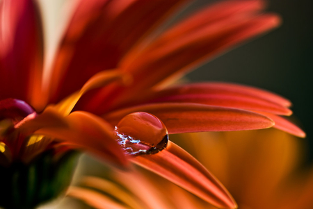 A kind of magic - nature, beautiful, photography, flower, dew drops