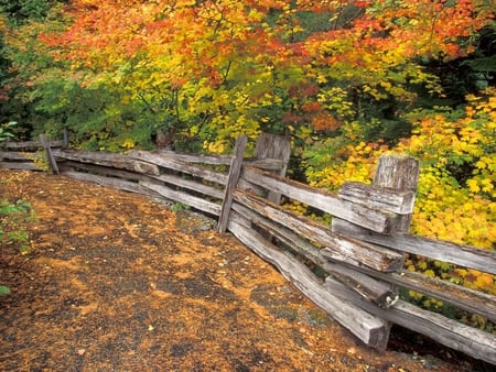 fenced-pathway - trees, beautiful, forest, fence, leaves, path, nature, saeson, autumn, view