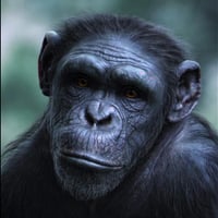 Chimp