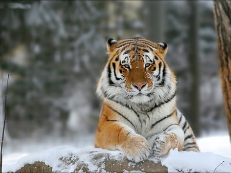 Tiger - animal, winter, photography, digital art, snow, zoo, photo, tiger