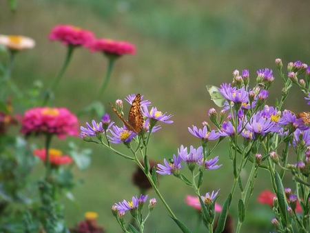 Butterflies Enjoying these Flowers - flowers, stems, butterflies, pink