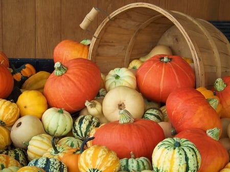 Harvest Basket - basket, bunch, pumpkins, squash