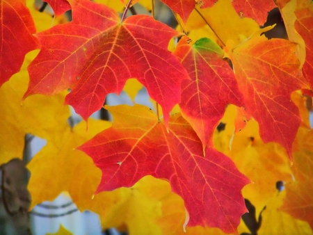 Sugar Maple Leaves - maple, tree, leaves, autumn