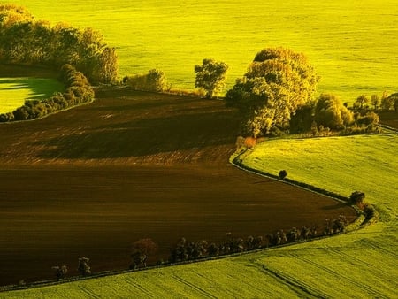 Spring Fields - land, fields, trees, patch