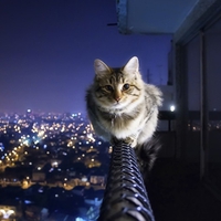 City Kitty