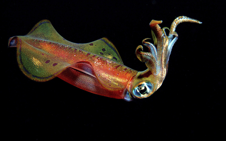 Cumbolt Squid - ocean, animals, squid, sea, colourful