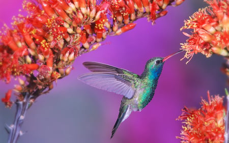 Hummingbird - red, flower, hummingbird, flying, beautiful, flowers, blue