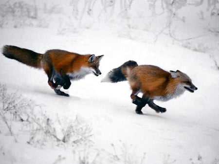 Racing Foxes