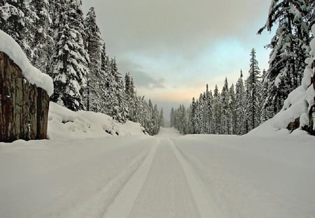 path of snow - nature, trees, way, snow, road, path