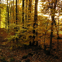 Autumn woods